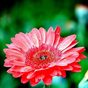 by Wan Azizul Azar Aziz - Flowers Single Flower