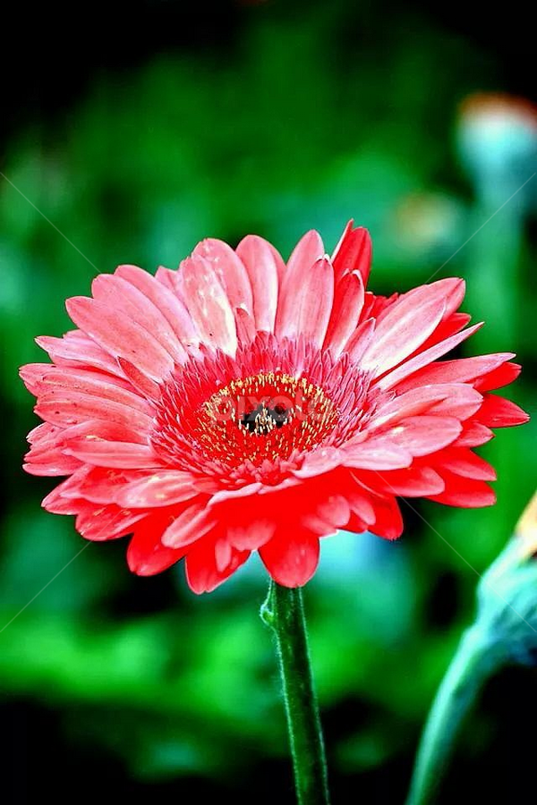 by Wan Azizul Azar Aziz - Flowers Single Flower