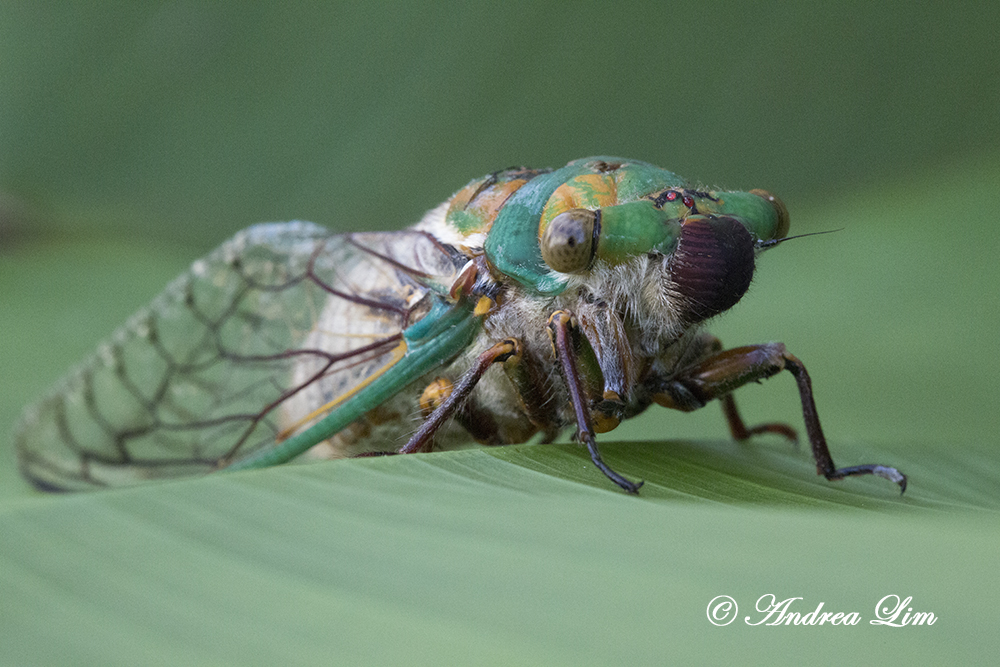 Green Whizzer Cicada
