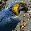 Guacamaya azul y amarillo
