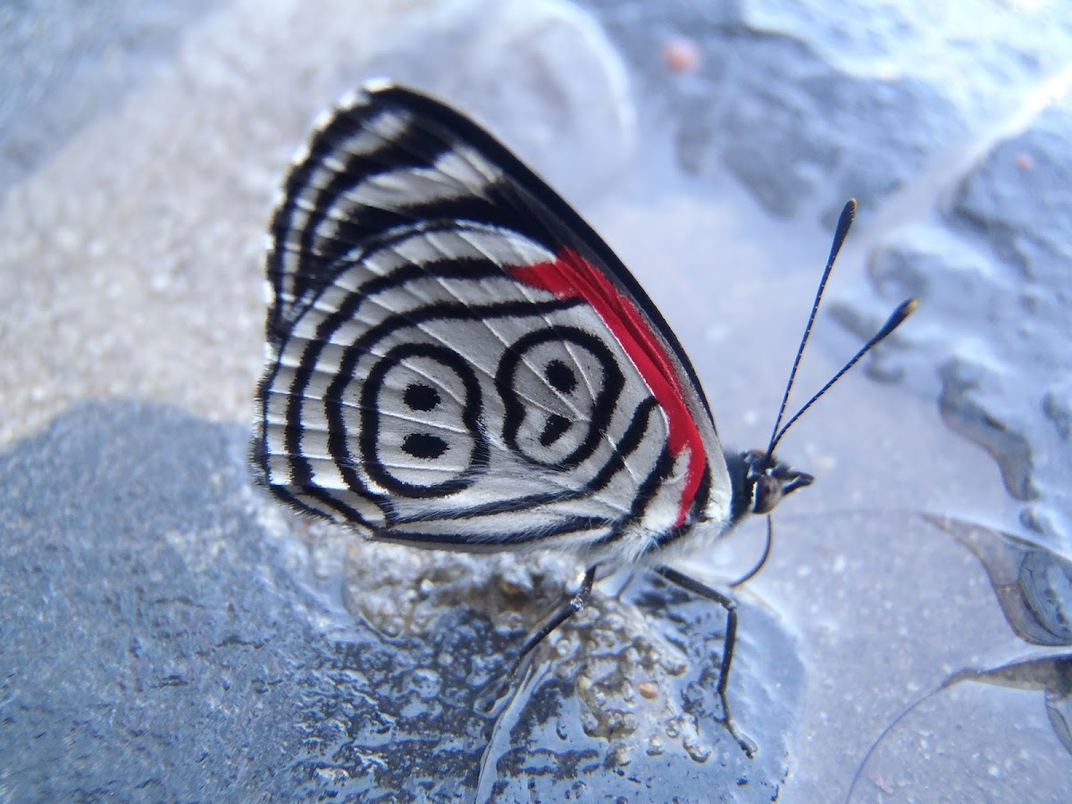 Mariposa 88 Butterfly. Cramer's Eighty-eight