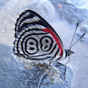 Mariposa 88 Butterfly. Cramer's Eighty-eight