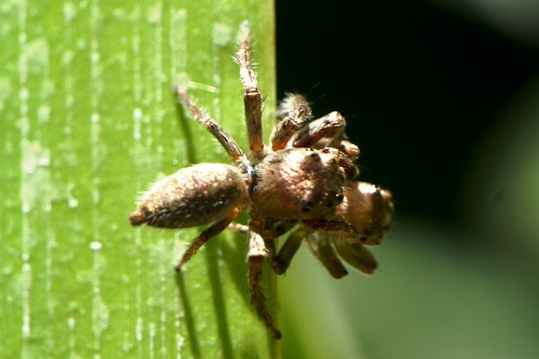 Jumping Spider | Project Noah