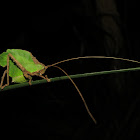 Dead Leaf Katydid