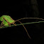 Dead Leaf Katydid
