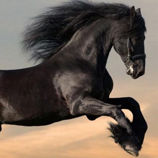 Horse HD Wallpaper Live LOGO-APP點子