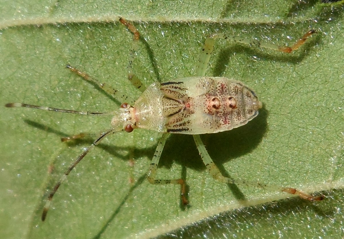 Nymph (Leaf-footed Bug - Pós-ecdise )