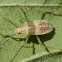Nymph (Leaf-footed Bug - Pós-ecdise )