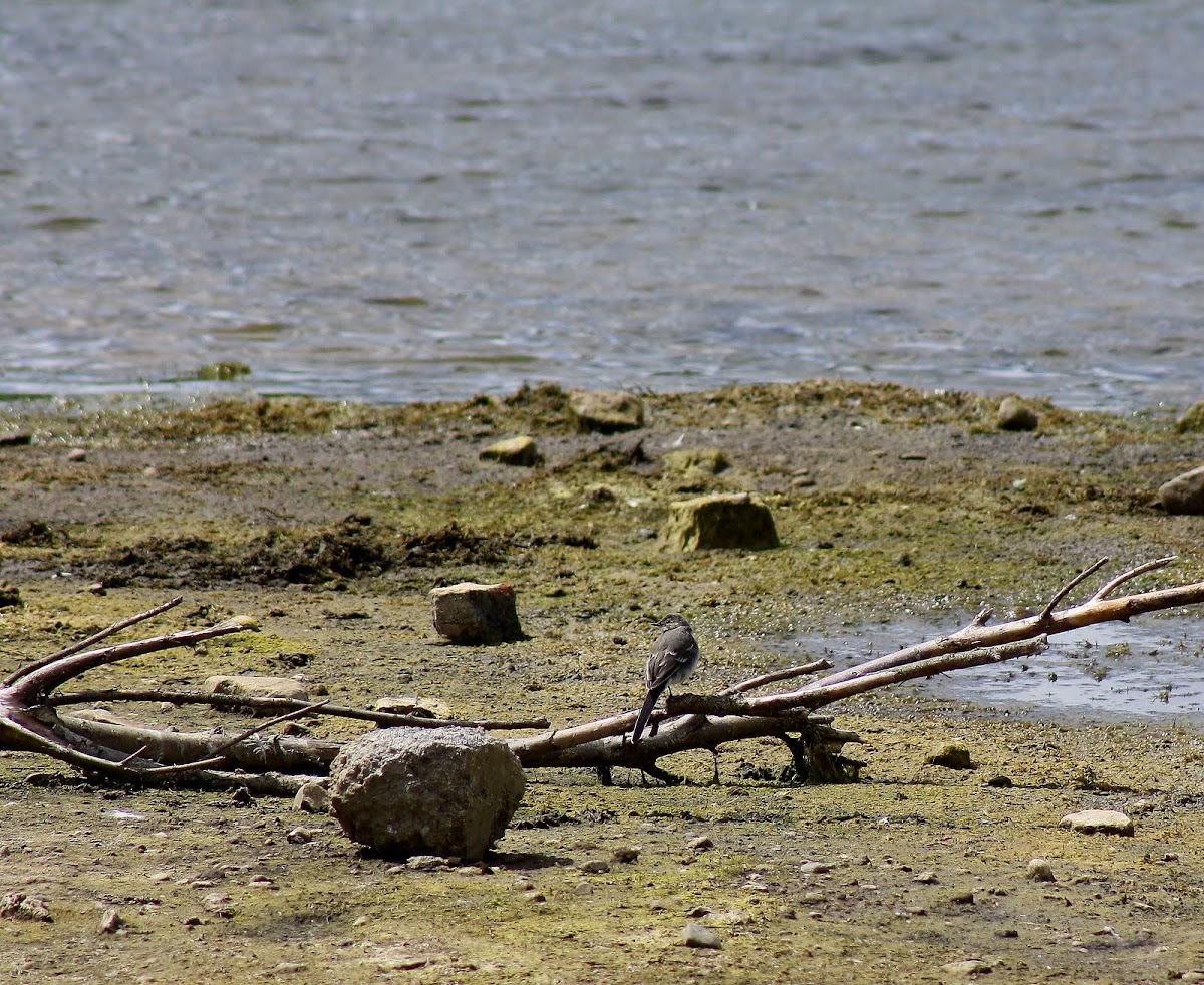 Juvenile Pied Wagtail