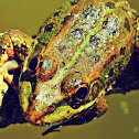 Perez's Frog