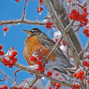 The Robin In Winter by Laura Retyi - Animals Birds