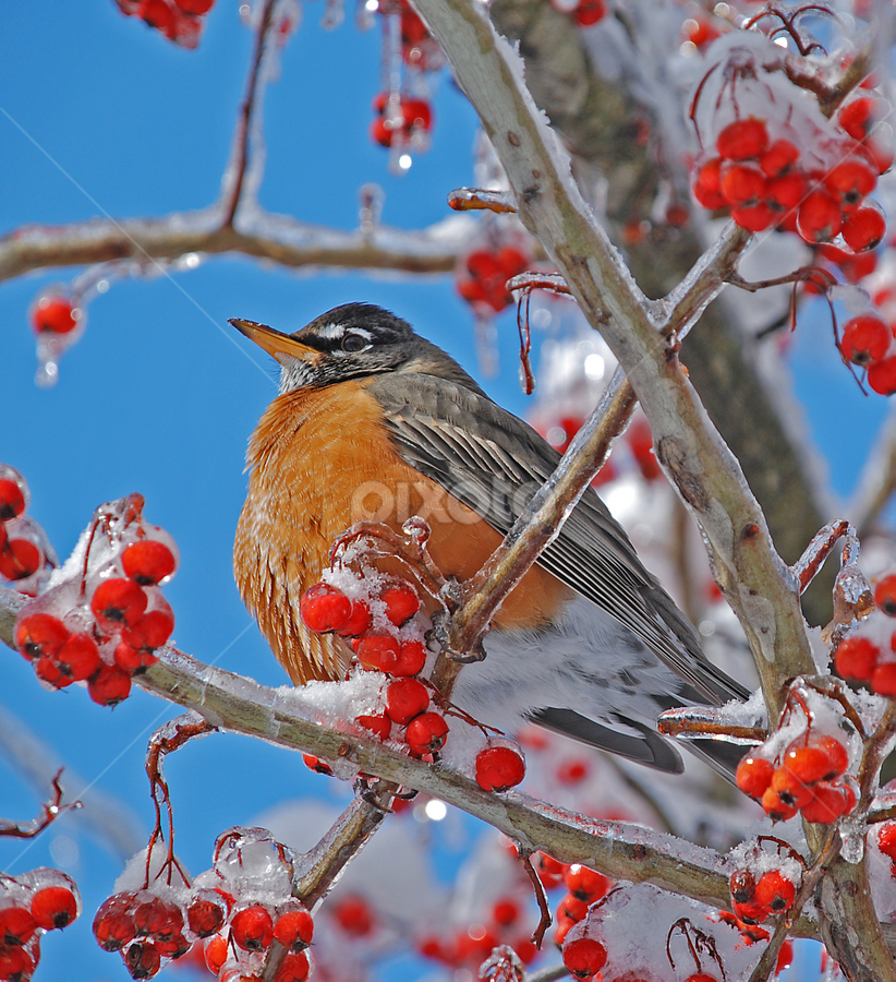 The Robin In Winter by Laura Retyi - Animals Birds