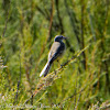 Grey Wagtail; Lavandera Cascadeña