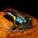Ecuador poison frog