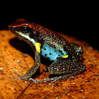 Ecuador poison frog