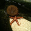 Sea Urchin & Starfish