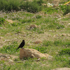 Tristram desert starling