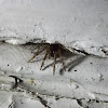 sheet weaver spider
