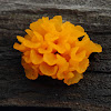 Fan shaped jelly fungus