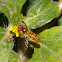 Grey-banded Hoverfly