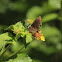 Dull Firetip Golf-Club Skipper Butterfly