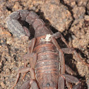 Plain Eastern Stripeless Scorpion