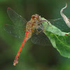 Meadowhawk dragonfly?