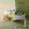 Leopard gecko