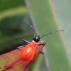 Red Bug Nymph