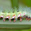 Zugana Silkmoth Caterpillar