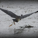 Tri-Colored (Louisiana) Heron