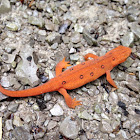 Red eft