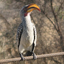 Southern Yellow-billed Hornbill