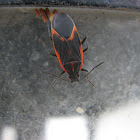 Boxelder Bug