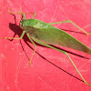 Katydid/Bush-cricket