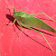 Katydid/Bush-cricket