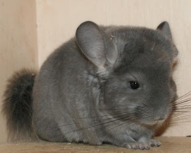 Chinchilla Wallpapers Screenshots 1