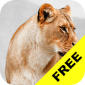 Baby Discover Animals FREE Apk