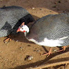 Galinha-d'angola - Helmeted Guineafowl