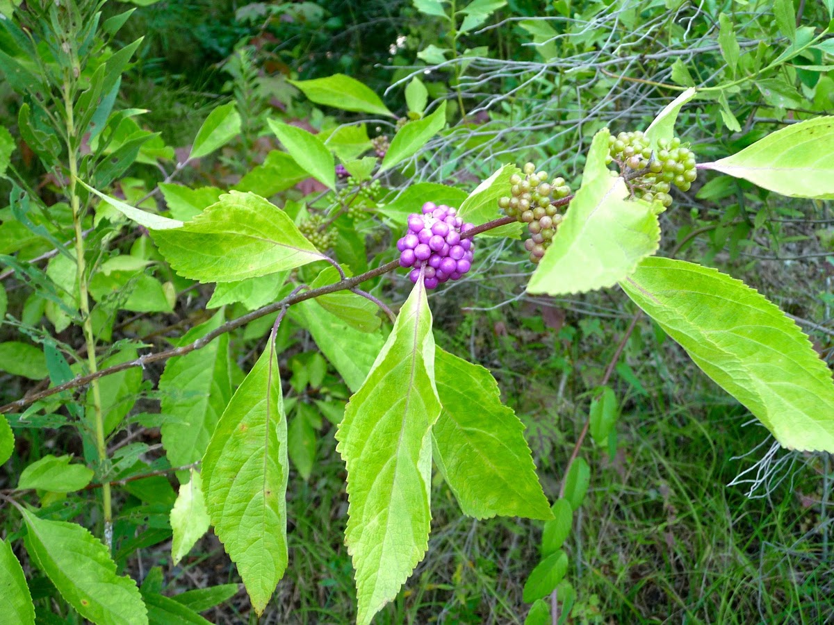 American Beautyberry