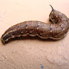 Convolvulus Hawk Moth Caterpillar