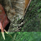 Green-eyed Tree Frog