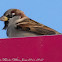 House Sparrow; Gorrión Común