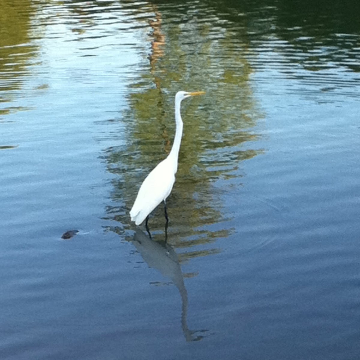 Great White Egret