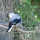 Clark's Nutcracker