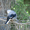 Clark's Nutcracker