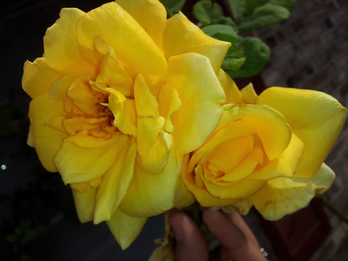 Texas Yellow Rose