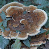 Dyer's Polypore or Velvet Top Fungus