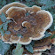 Dyer's Polypore or Velvet Top Fungus