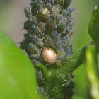 Mummified Aphid (Parisitized by Braconid Wasps)